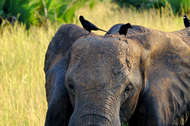 2 jours de safari dans le parc national des chutes Murchison, faune et flore d&#039;Ouganda