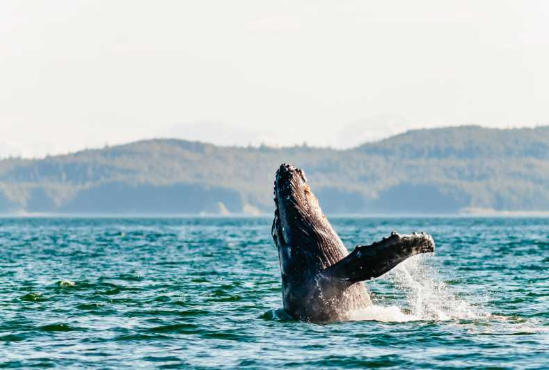 Juneau: Whale Watching Cruise with Snacks and Beverages