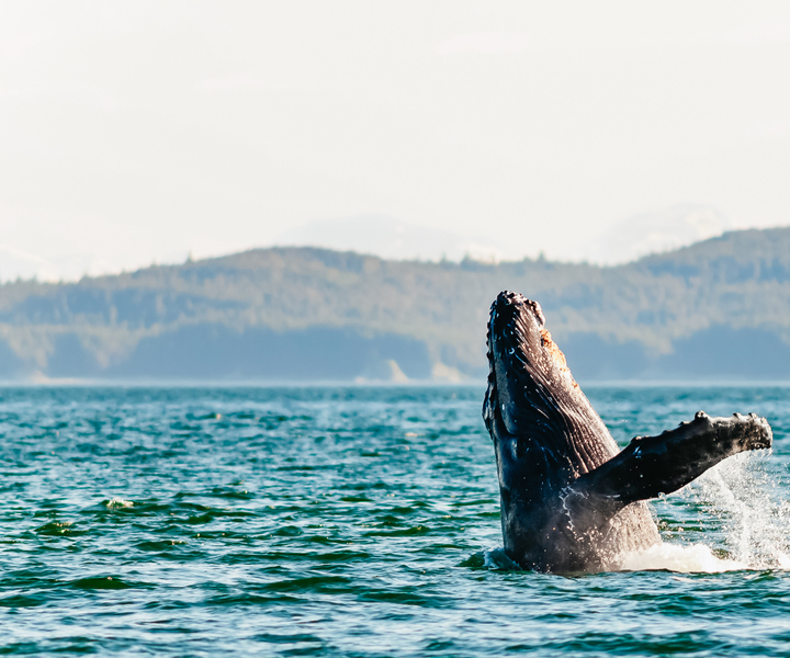 Juneau: Whale Watching Cruise with Snacks and Beverages
