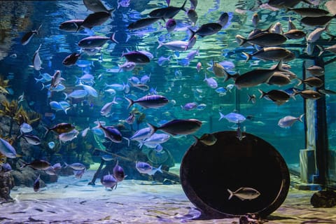 Auckland: Western Spring Birds & Kelly Tarlton Sea Life - Image 2