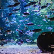 Auckland: Western Spring Birds & Kelly Tarlton Sea Life