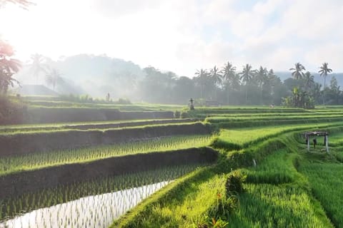 Sidemen rice terraces trek and local village walk - Image 2