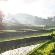 Sidemen rice terraces trek and local village walk