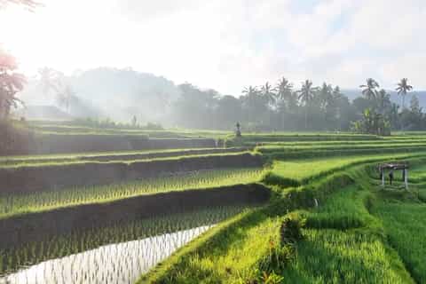 Sidemen rice terraces trek and local village walk - Image 3