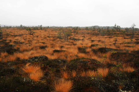 From Tallinn: Jägala Waterfall and Bog Walk Tour