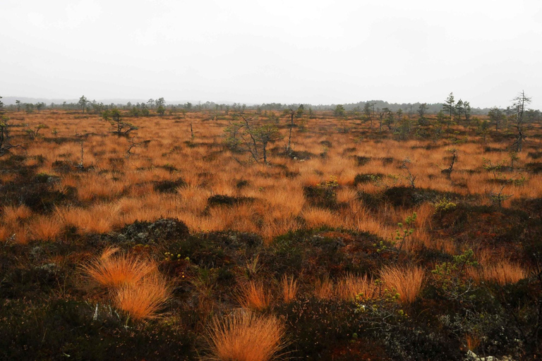 From Tallinn: Jägala Waterfall and Bog Walk Tour