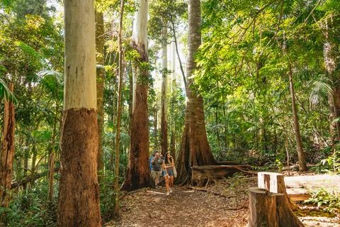 Regenwälder und Glühwürmchenhöhle: Tagestour von Brisbane aus