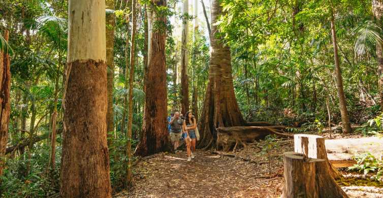 Rainforests and Glow Worm Cave Day Tour from Brisbane