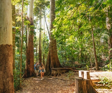 Rainforests and Glow Worm Cave: Day Tour from Brisbane