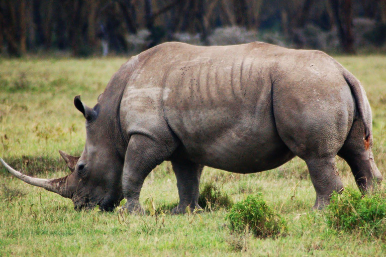 From Victoria Falls: Rhino walk Livingstone, Zambia