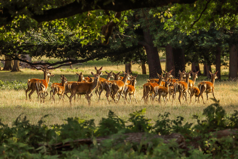 Depuis Cochin : Thekkady - Circuit de 2 jours avec safari en jeep