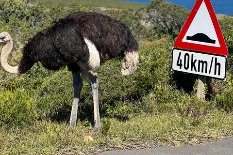 Cape of Good Hope, Chapman's Peak Drive, Penguins , Seals