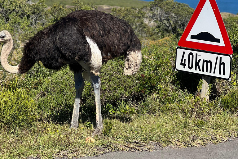 Cape of Good Hope, Chapman's Peak Drive, Penguins , Seals