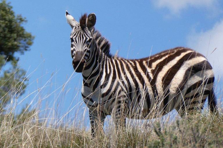 Nyeri: Aberdare National Park Safari with Guide