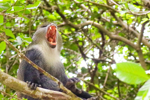 Zanzibar: Jozani Park Tour With Red Colobus Monkeys Stone Town Pickup + Entry Fees