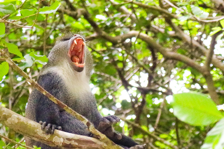 Zanzibar: Jozani Park Tour With Red Colobus Monkeys Stone Town Pickup + Entry Fees
