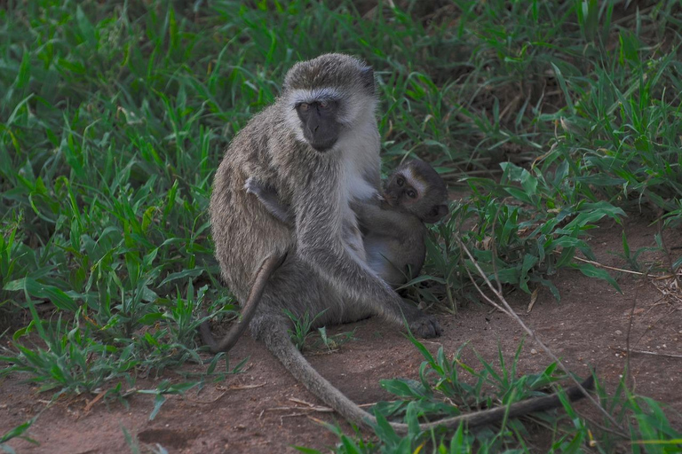 Safári de 1 dia de Zanzibar para Mikumi NP em voo