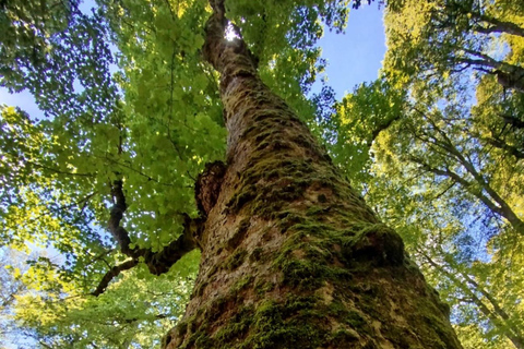 Pescasseroli from above: Great Maple Tree Guided Hike