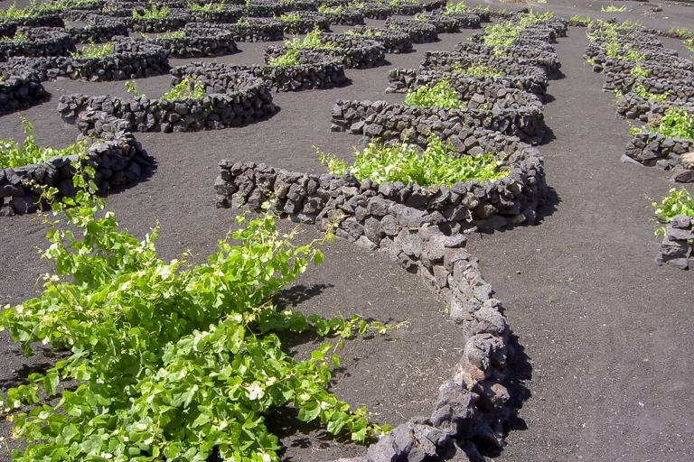 Volcanoes and Caves: Full-Day Tour of Lanzarote Full-Day Tour of Lanzarote (Spanish)