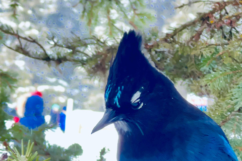 Calgary: Banff,Moraine,Emerald Lake and Canyon Day Trip