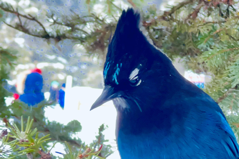 Calgary: Banff,Moraine,Emerald Lake and Canyon Day Trip