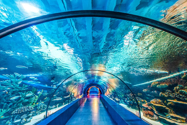 From Antalya All Region: Antalya Aquarium with Transfer