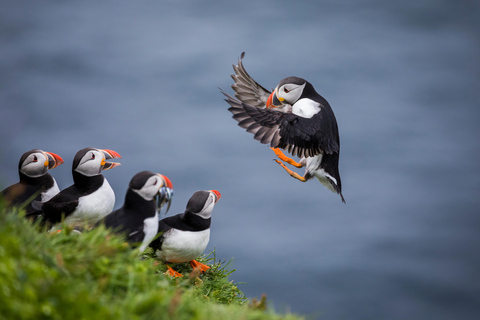 Seahouses: Seabird and Seal Cruise of the Farne Islands