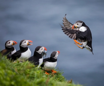シーハウス：ファーン諸島の海鳥とアザラシクルーズ