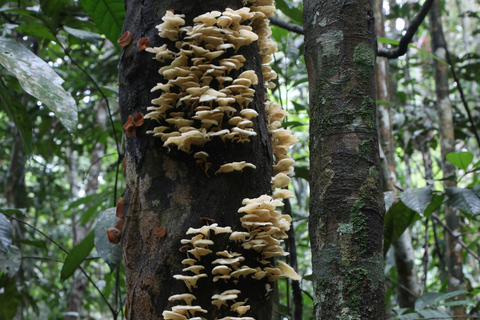 Manaus: 3-Day Amazon Jungle Adventure with Camping