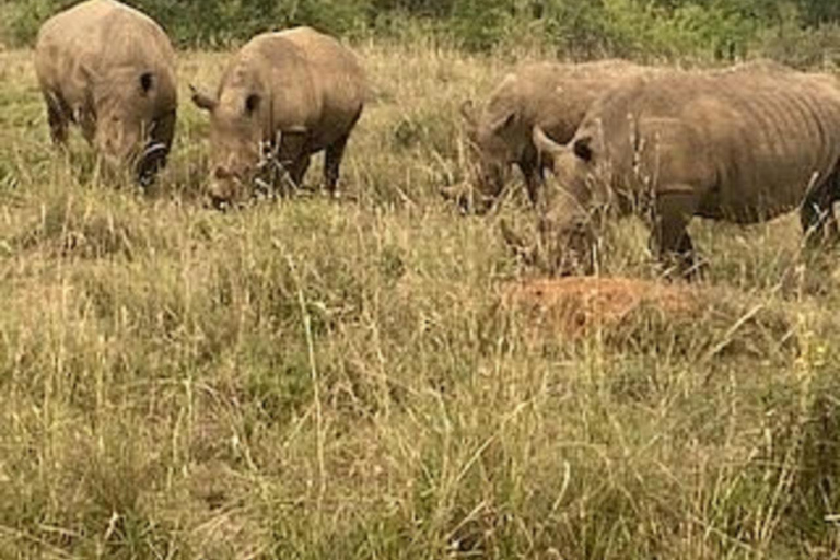 Nairobi: Elefantbarnhemmet, Giraffcentret och Karen Blixen