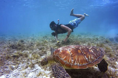 Jobo Beach Turtle Snorkeling Adventure