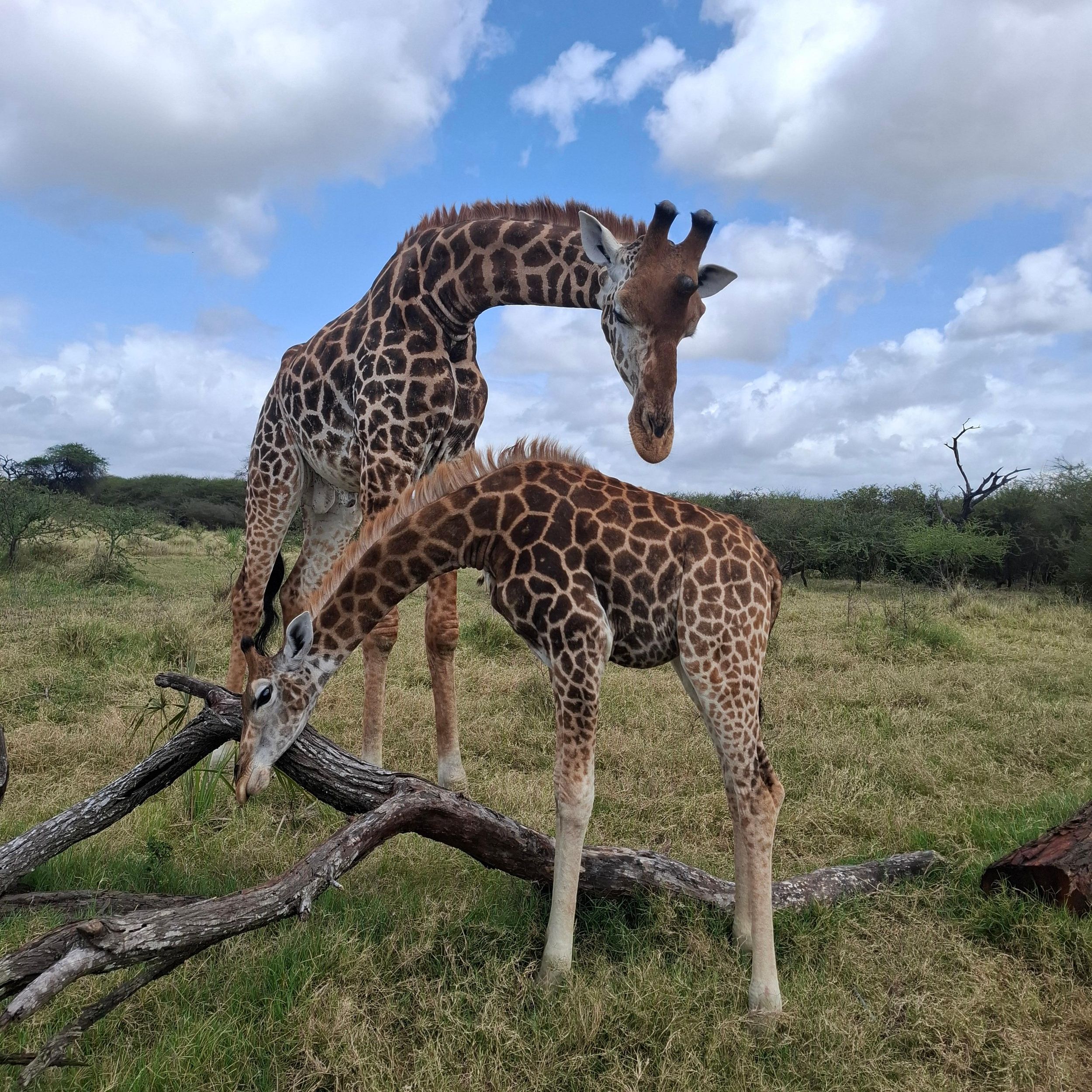 Mombasa: Geführte Tour – Fort Jesus, Altstadt und Wildtiere.