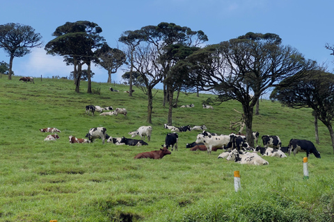 Nuwara Eliya: Free Nine Tea Varieties Tasting & TukTuk Tour