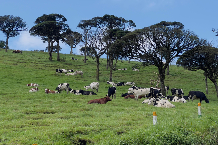 Nuwara Eliya: Free Nine Tea Varieties Tasting & TukTuk Tour