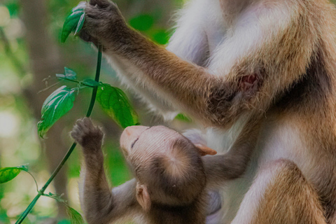 From Colombo or Kandy: Sigiriya Rock Fortress Day Tour
