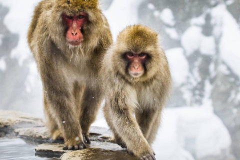 Tokyo: 7-Day Japan Highlights Private Guided Tour