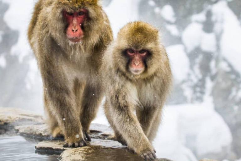 Tokyo: 7-Day Japan Highlights Private Guided Tour