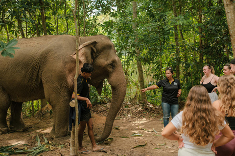 Krabi:Elephant Sanctuary tour near Ao Nang