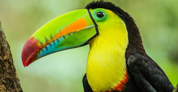 La Fortuna: Arenal Mundo Aventura Birdwatching Tour