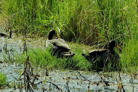 From Nairobi: Ondiri Wetland Guided Walking Tour