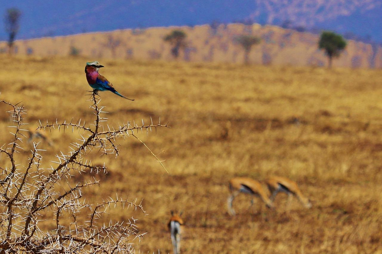 LUXURY SAFARI- ZANZIBAR TO MIKUMI NP: 2 DAYS 1 NIGHT