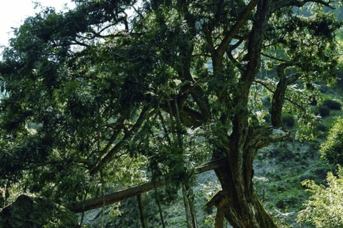 Shanghai: Zoumagang Hike Through Ancient Torreya Forest private tour option