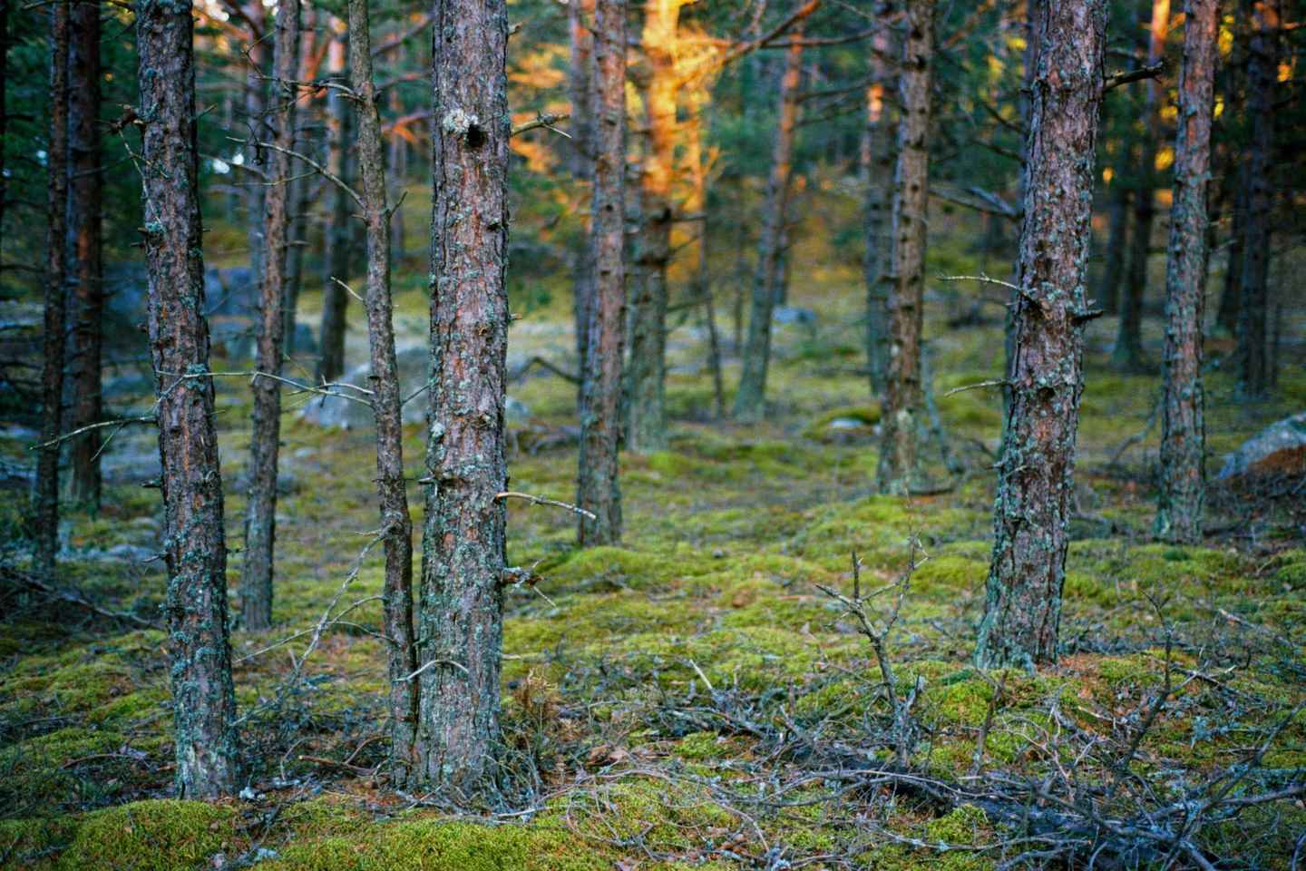 From Tallinn: Prangli Island Hiking and Sauna Tour