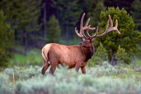Jackson: Private Grand Teton Safari, Jenny Lake Boat & Hike