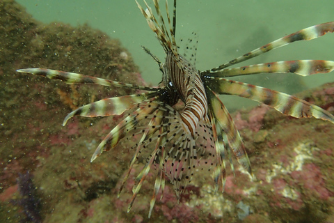 SSI Fun Dive auf Grande Island