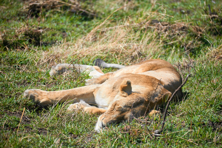 Arusha: 3-Day Serengeti Safari with Accommodation