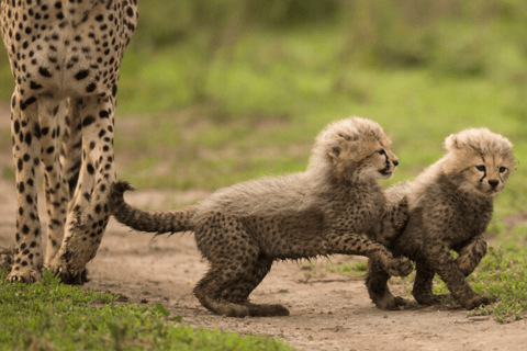 Arusha: 5-Day Great Migration Calving season Safari