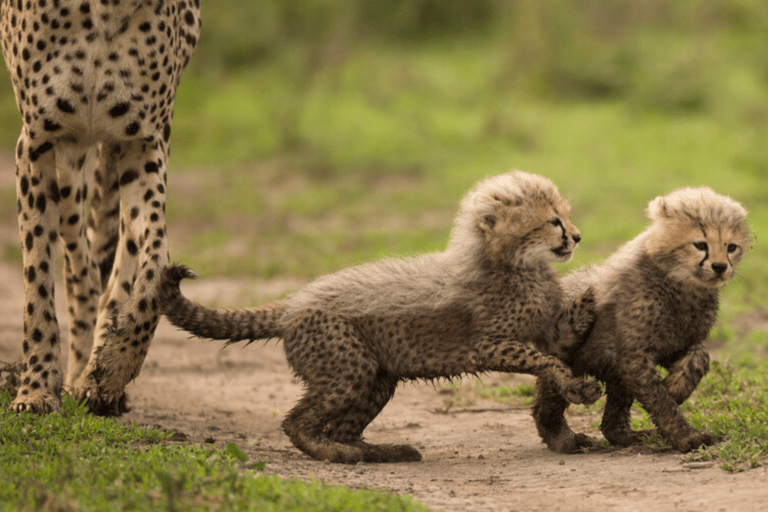 Arusha: 5-Day Great Migration Calving season Safari