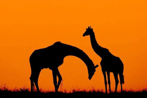 Nairobi National Park Evening Game Drive & sundowner Nairobi National Park Evening Game Drive & sundowner - VAN