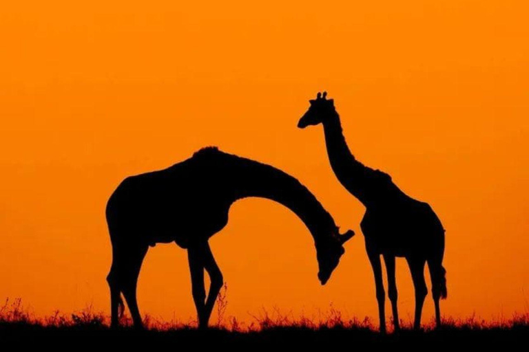 Nairobi National Park Evening Game Drive & sundowner Nairobi National Park Evening Game Drive & sundowner - VAN